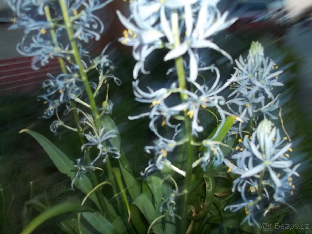 Ladoník cibulovina - 3