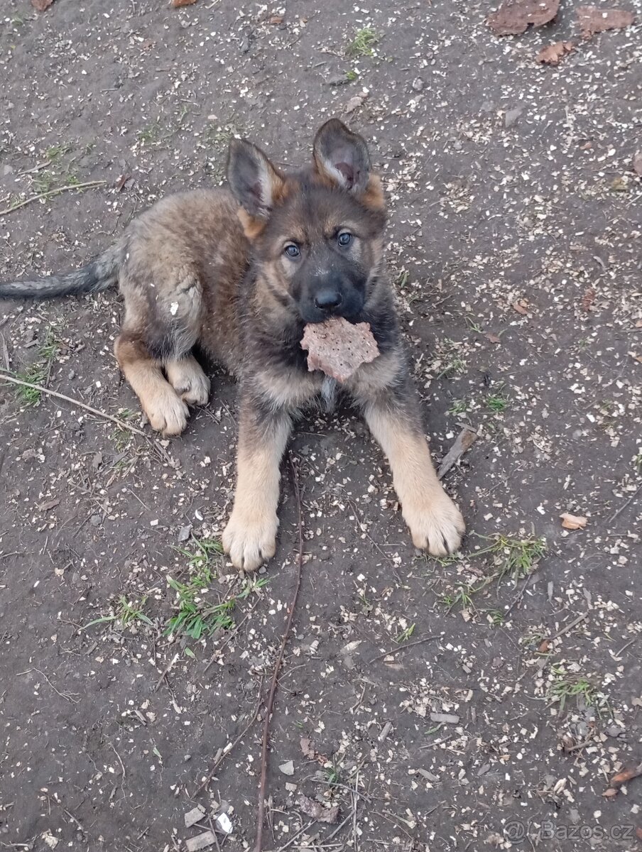 Německý ovčák - 3