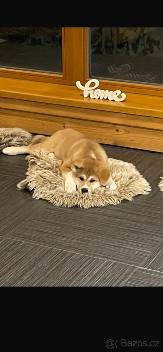 Štěňátka Akita Inu - 3