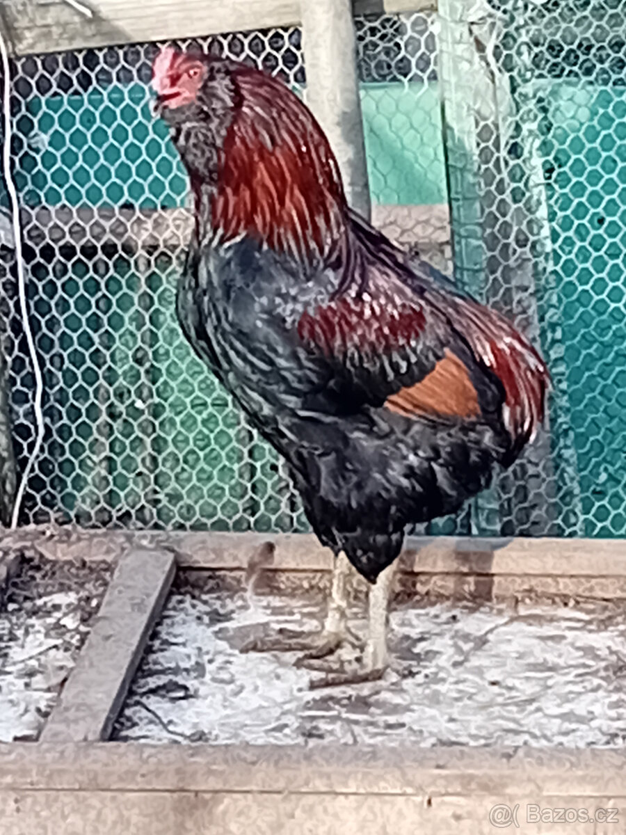 Kohout plemene araukana - 3