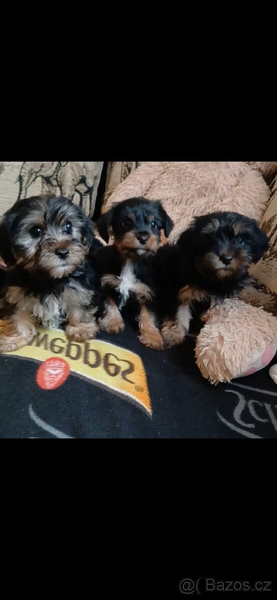 Jorkšírsky teriér - 3