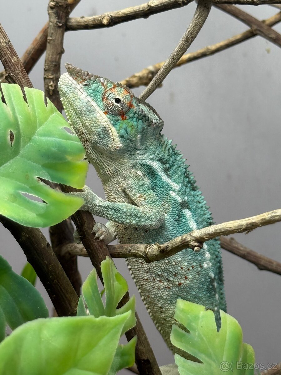 Chameleon pardalis - nosy be - 3