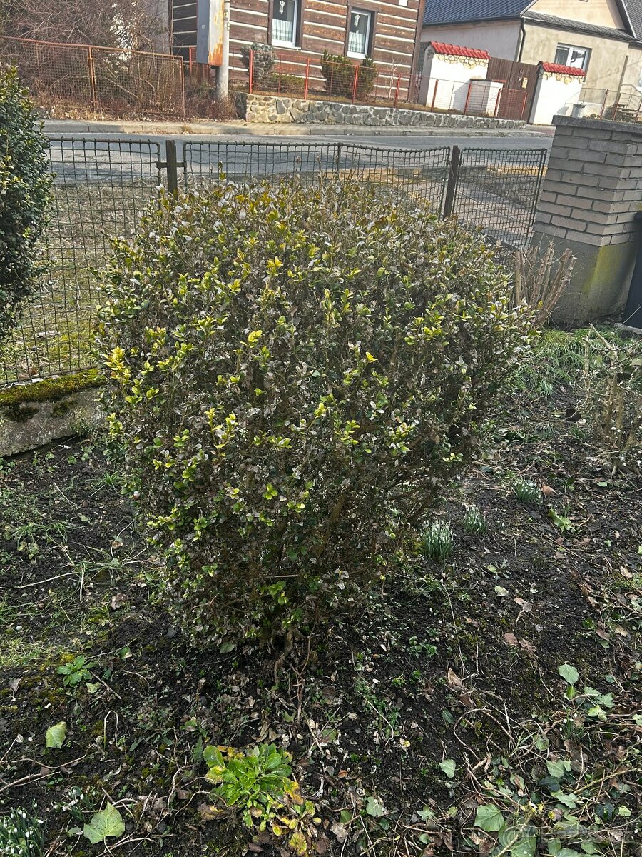 zrostlý Buxus (Krušpánek) – výška 1m - 3