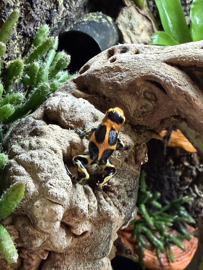 Ranitomeya imitator „Chazuta“ - 3