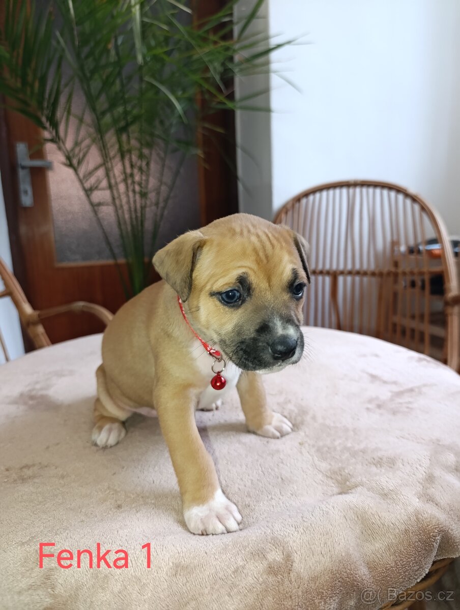 🐾 Americký stafordšírský teriér - 3