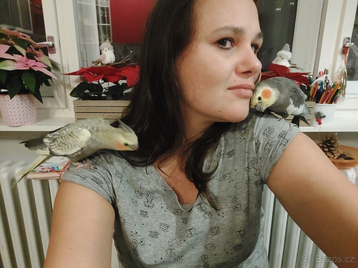 Korela chocholatá - 3