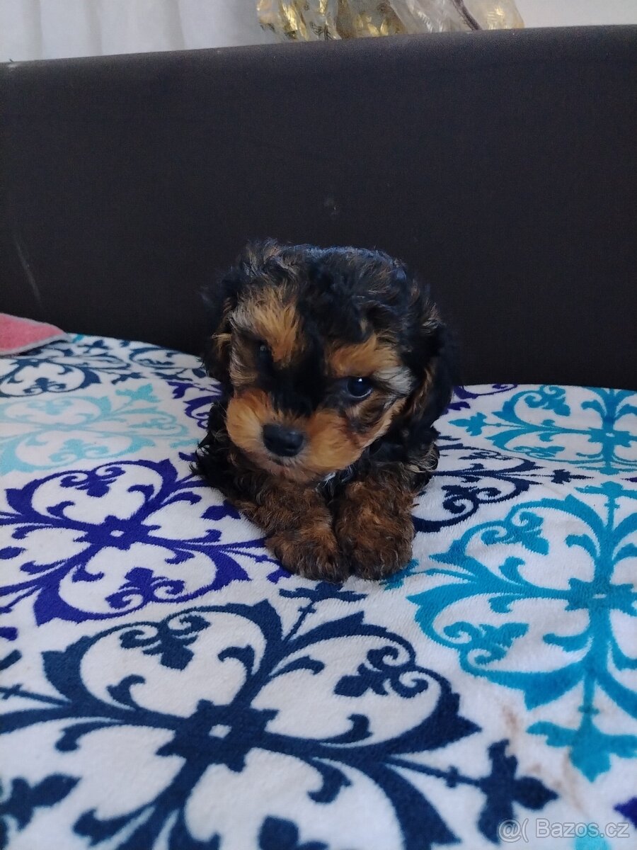 Trpasličí pudl - 3