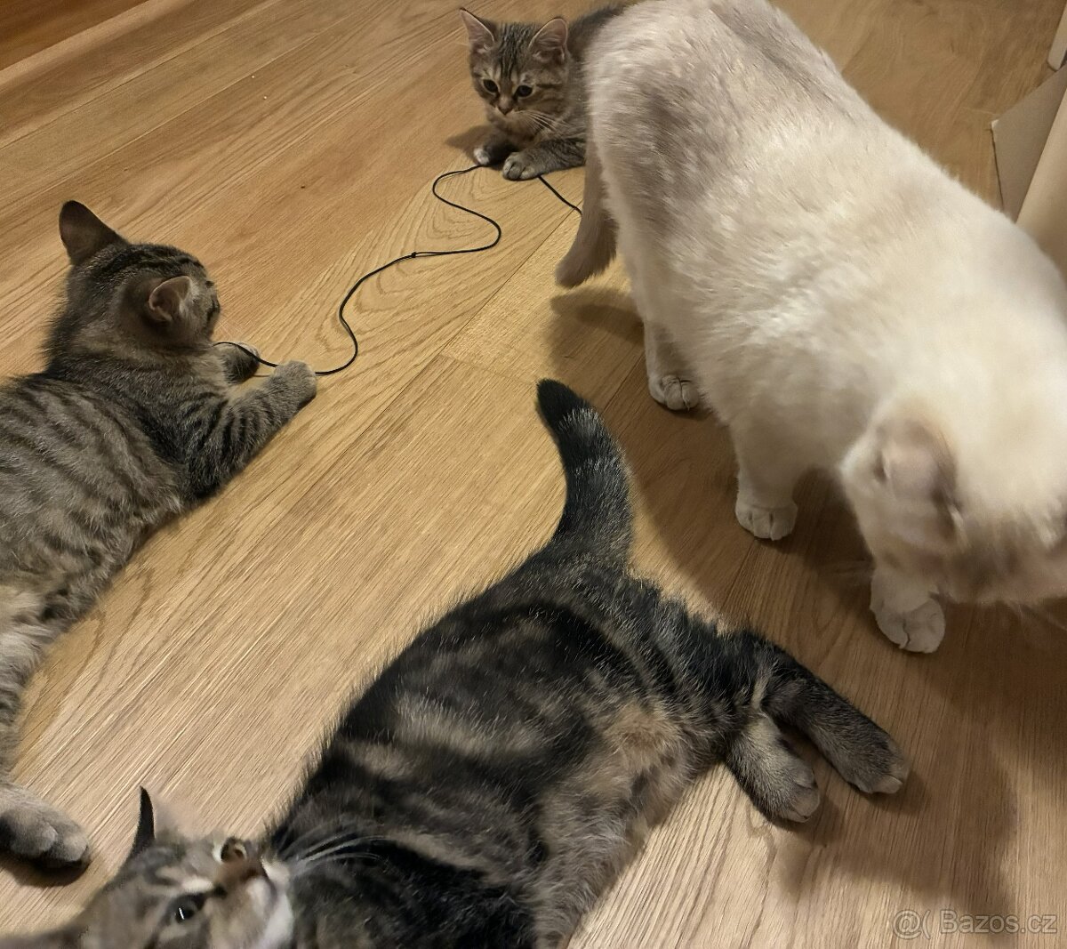 Nabizím britská whiskas kotata - 3