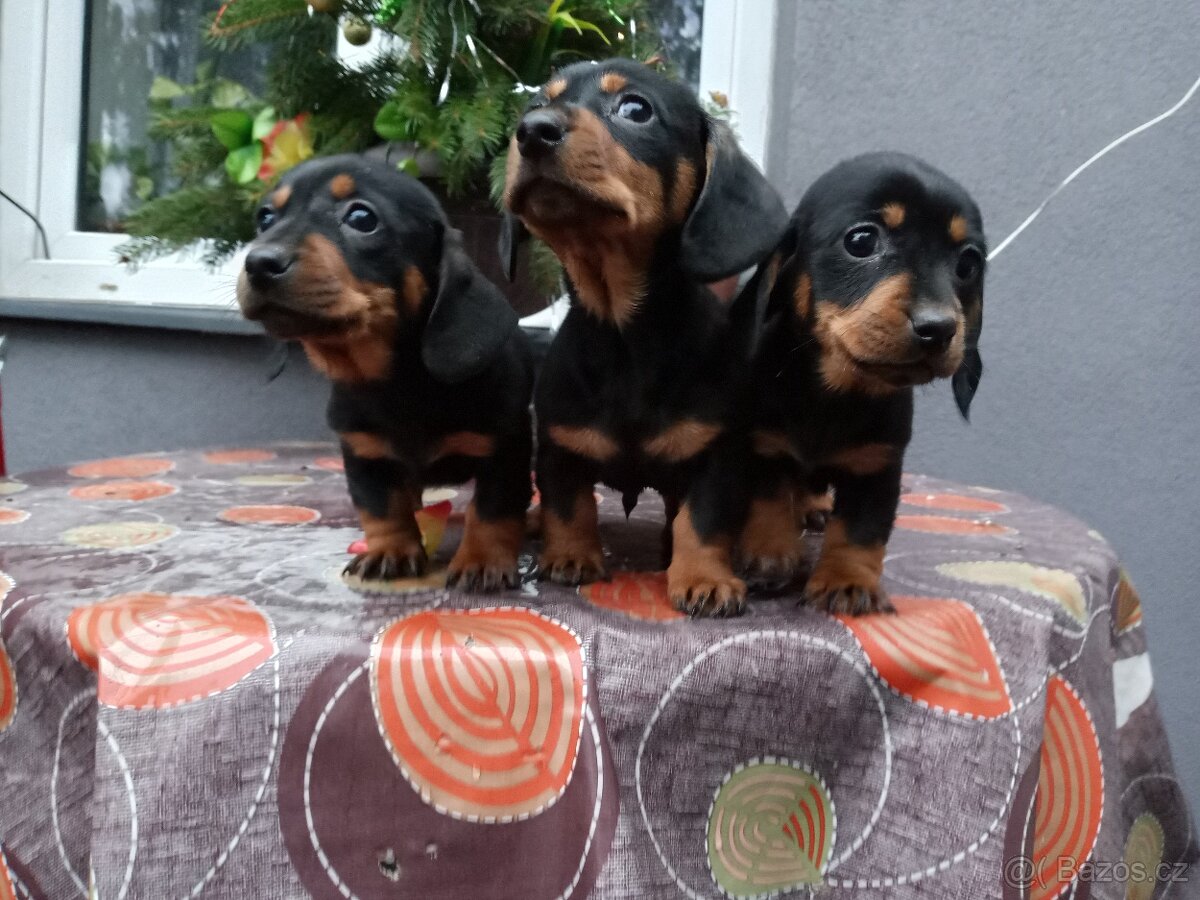 Jezevčík trpasličí - 3