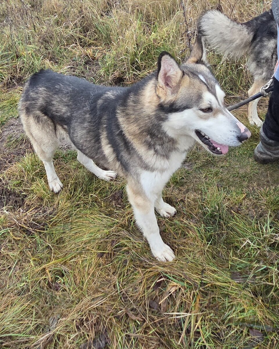 Rodinné důvody - 3