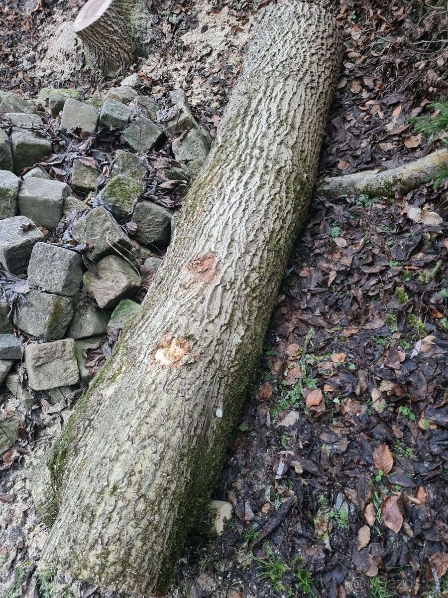 Prodám ořechové dřevo 1,5 m3 - 3