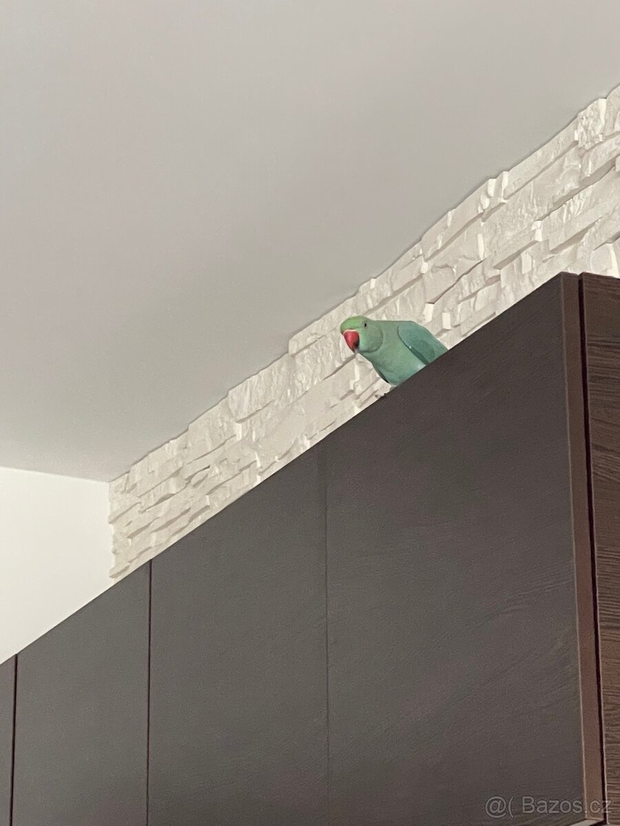 Alexandr malý s klecí - 3