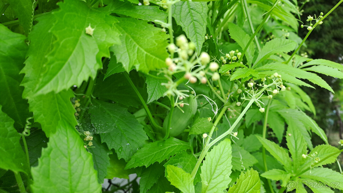 Ačokča (indiánská okurka) semínka - 3