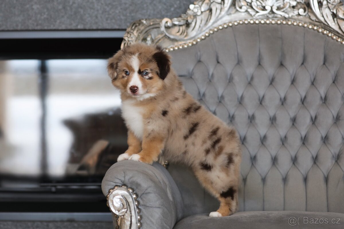 Miniaturní americký ovčák - 3