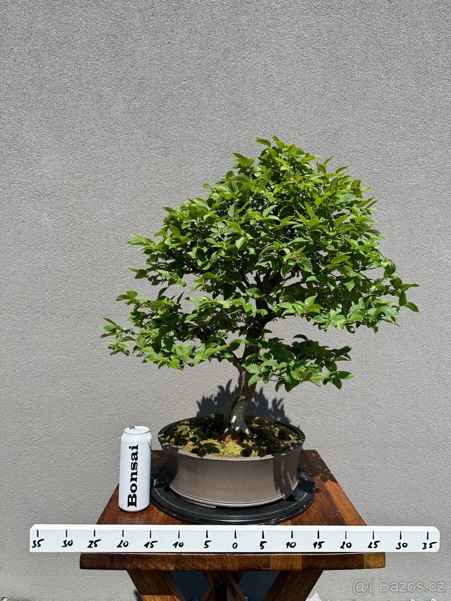 Bonsai Habr, carpinus betulus - 3