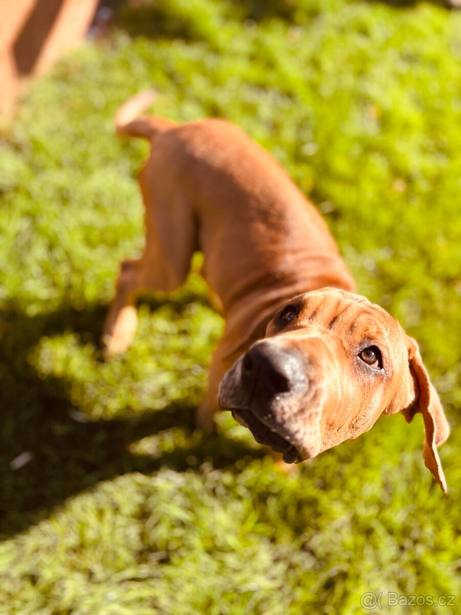 TOSA INU chlapeček AKI - 3