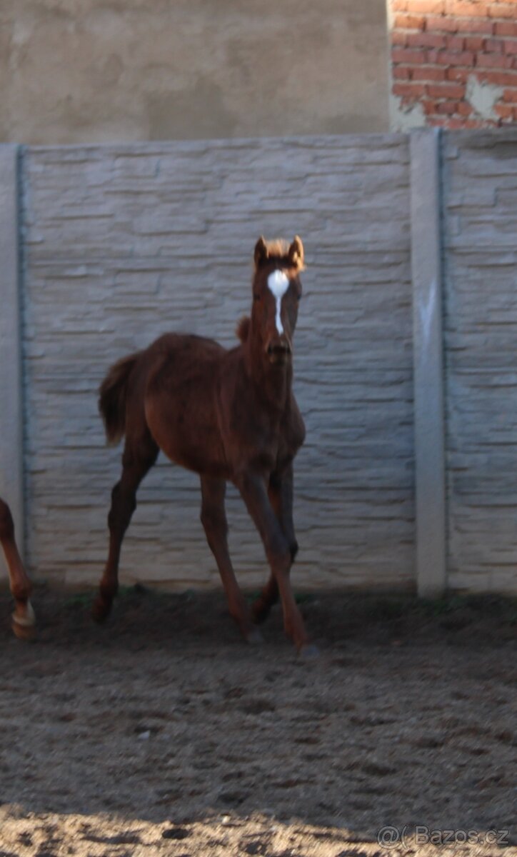 Letošní hřebeček, odstávče - 3
