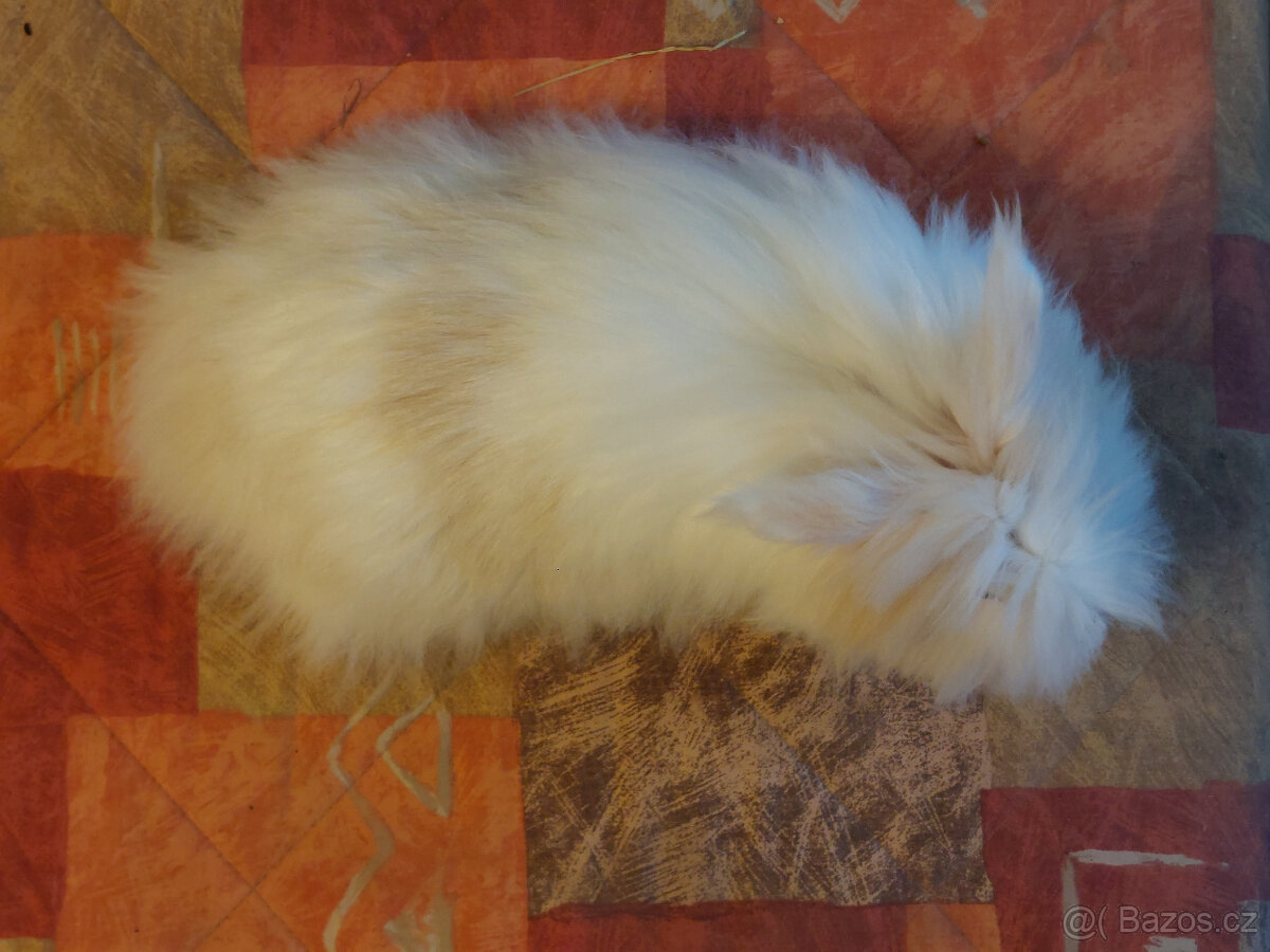 Zakrslý králík - 3