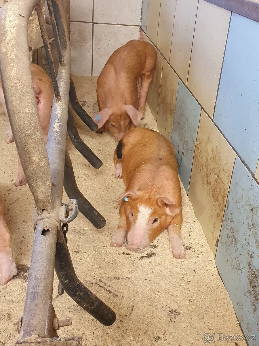 Selata, rozkrmená a vykrmená prasata - 3