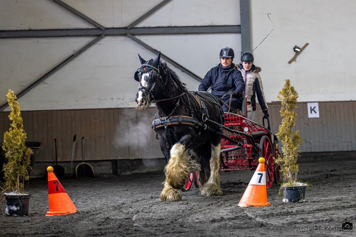 Pripúštanie Írsky Cob - 3