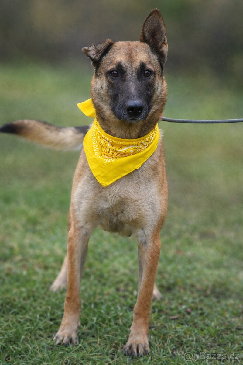 Meggy hledá domov - 3