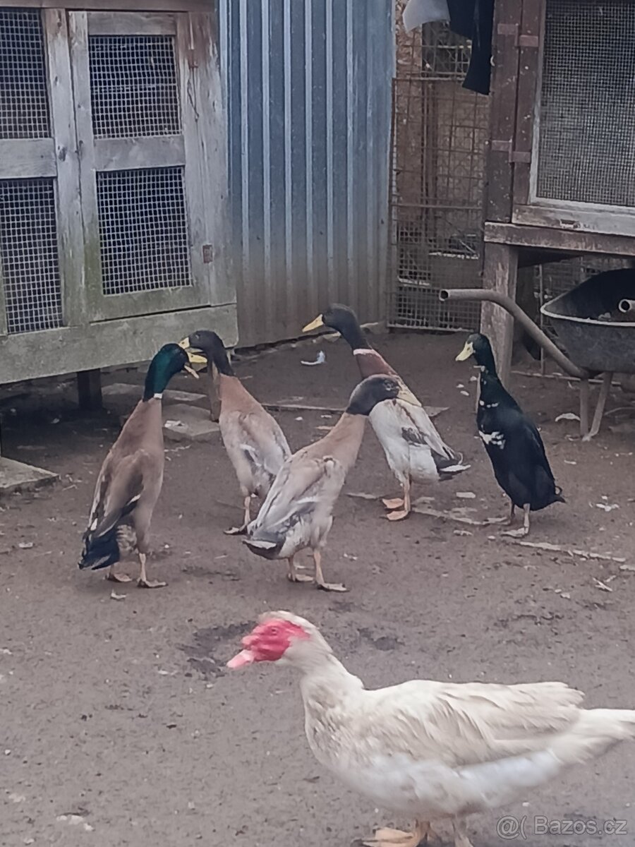 Indický běžec - 3