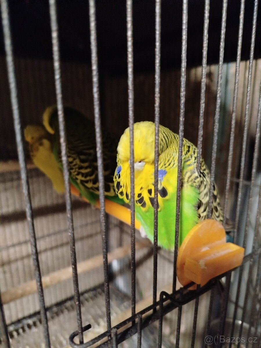 Andulky vystavni - 3