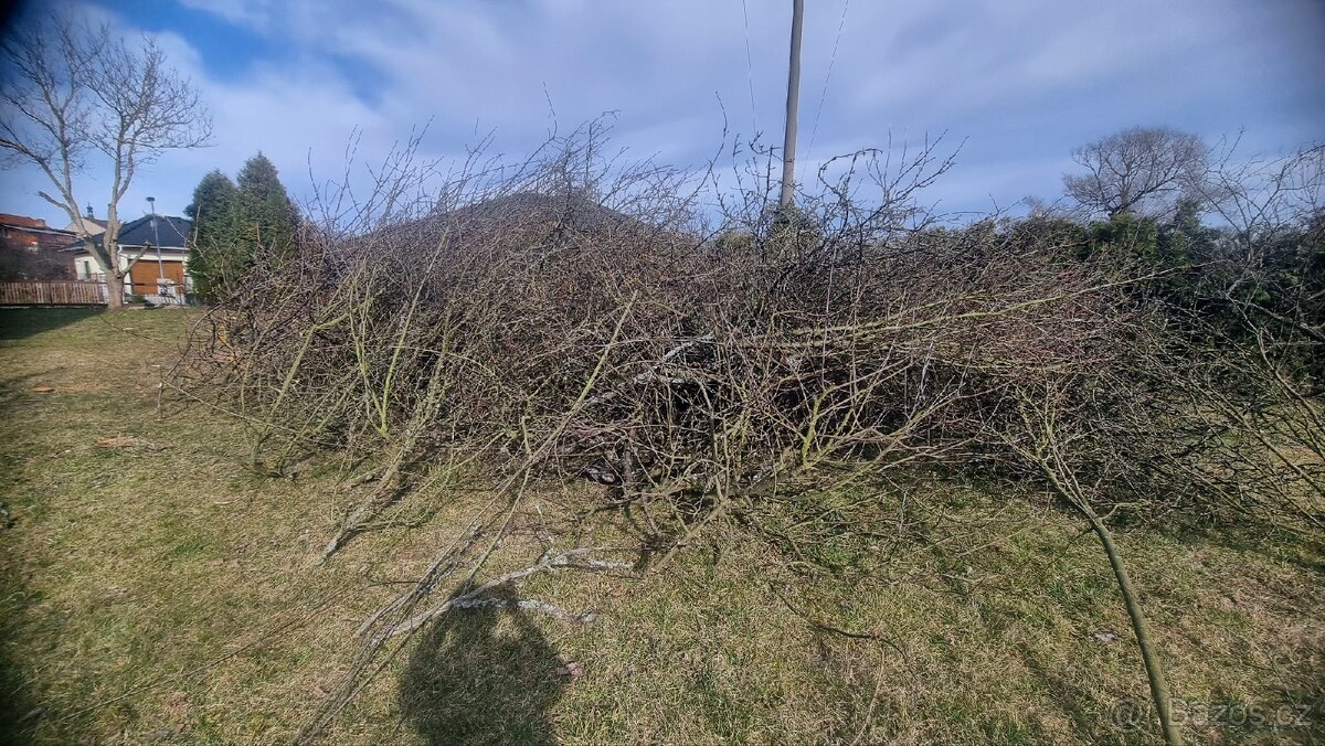 Zdarma ovocné větve - 3