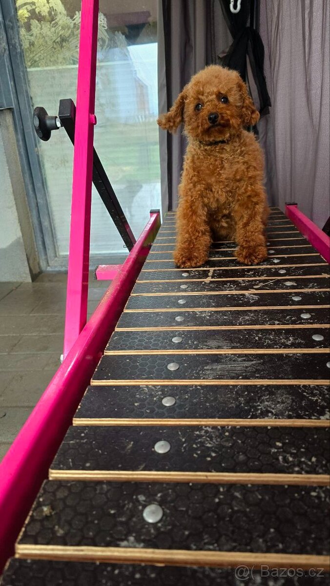 fenka Toy Pudl – čínská linie (Red) - 3