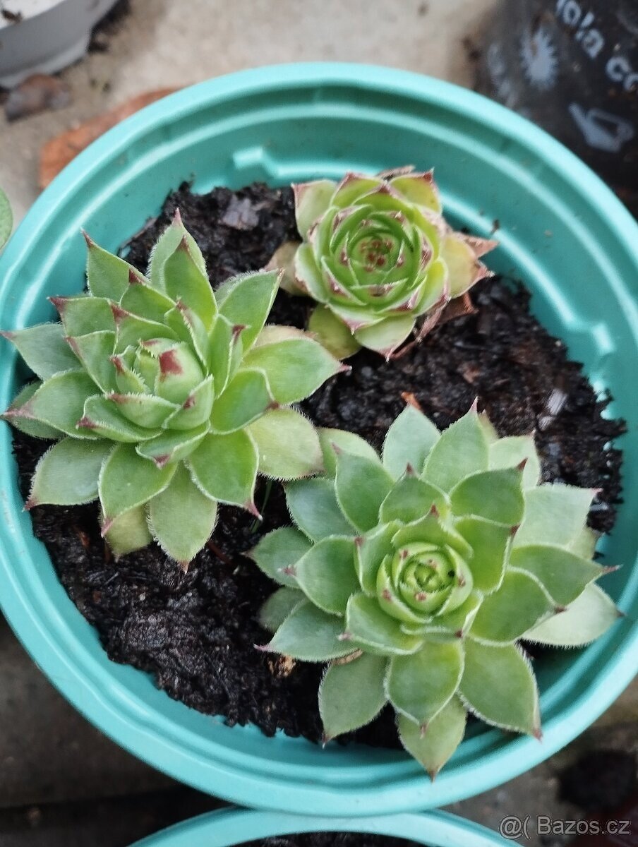 Trvalky, skalničky - 3