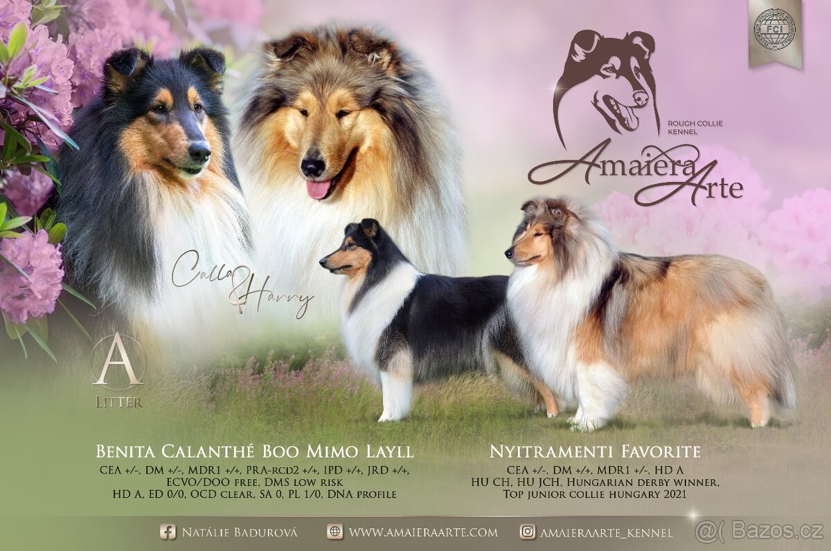 Dlouhosrstá kolie s PP - 3