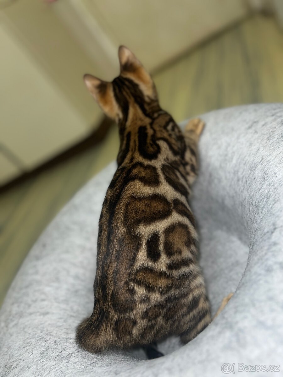 Bengálská kočička- koťátko s PP - 3