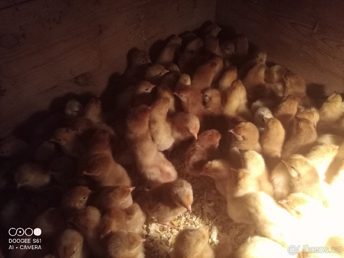 Kuřata kalimero - 3