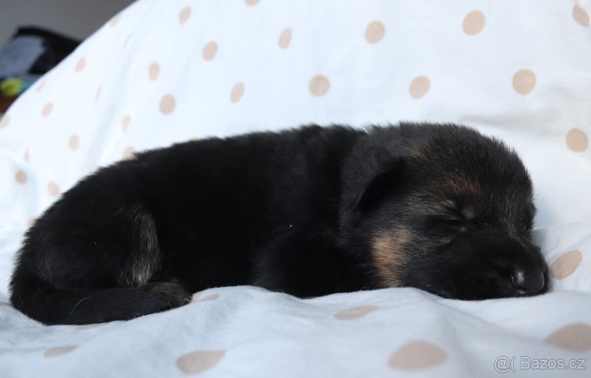 Německý ovčák s PP - 3