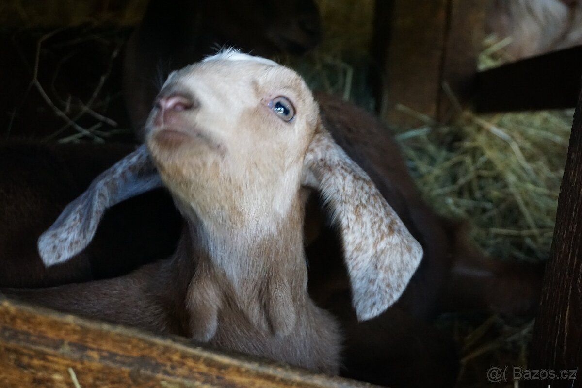 Nadějní AN kozlíci - 3