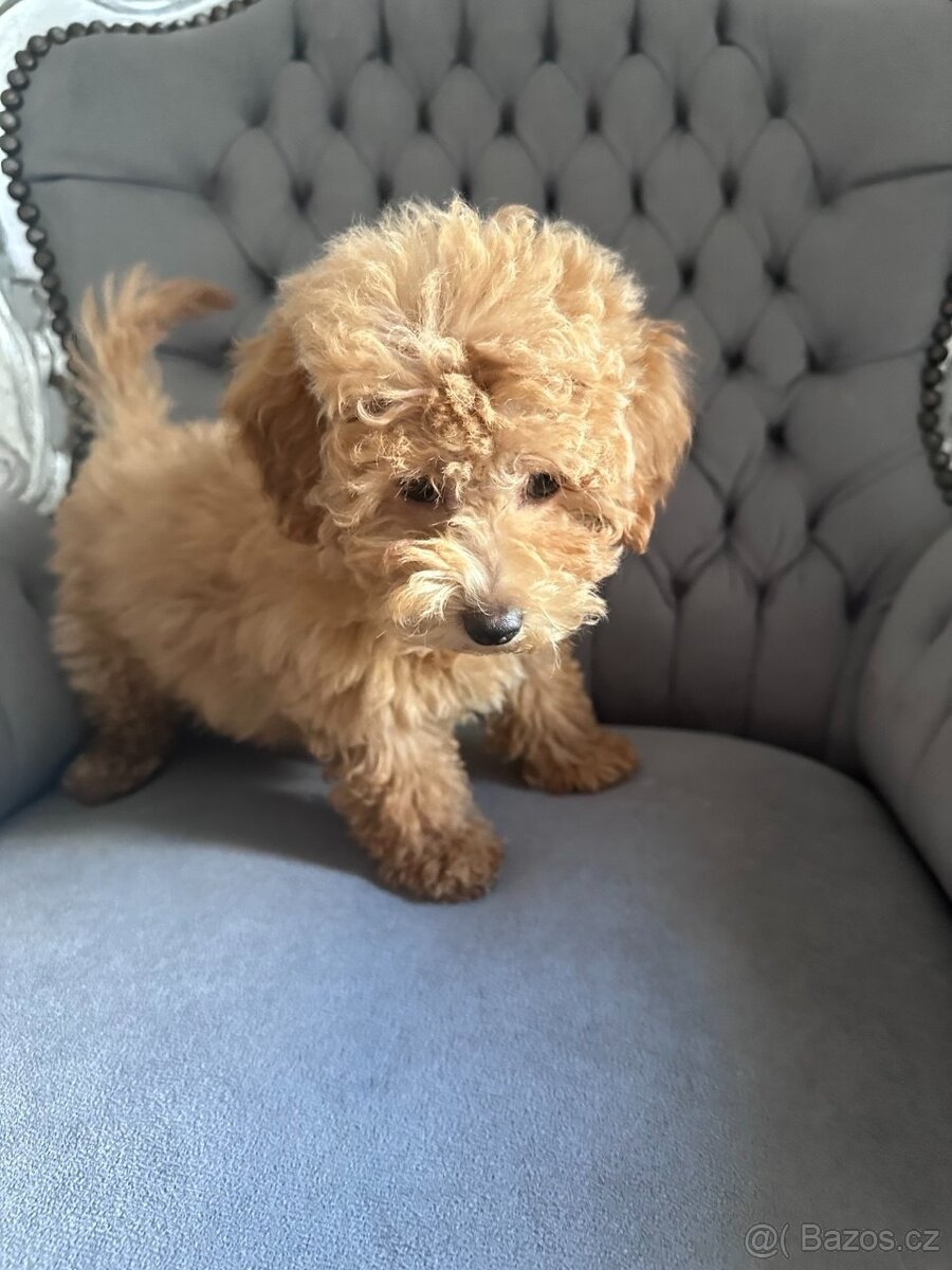 Maltipoo F 1 - 3