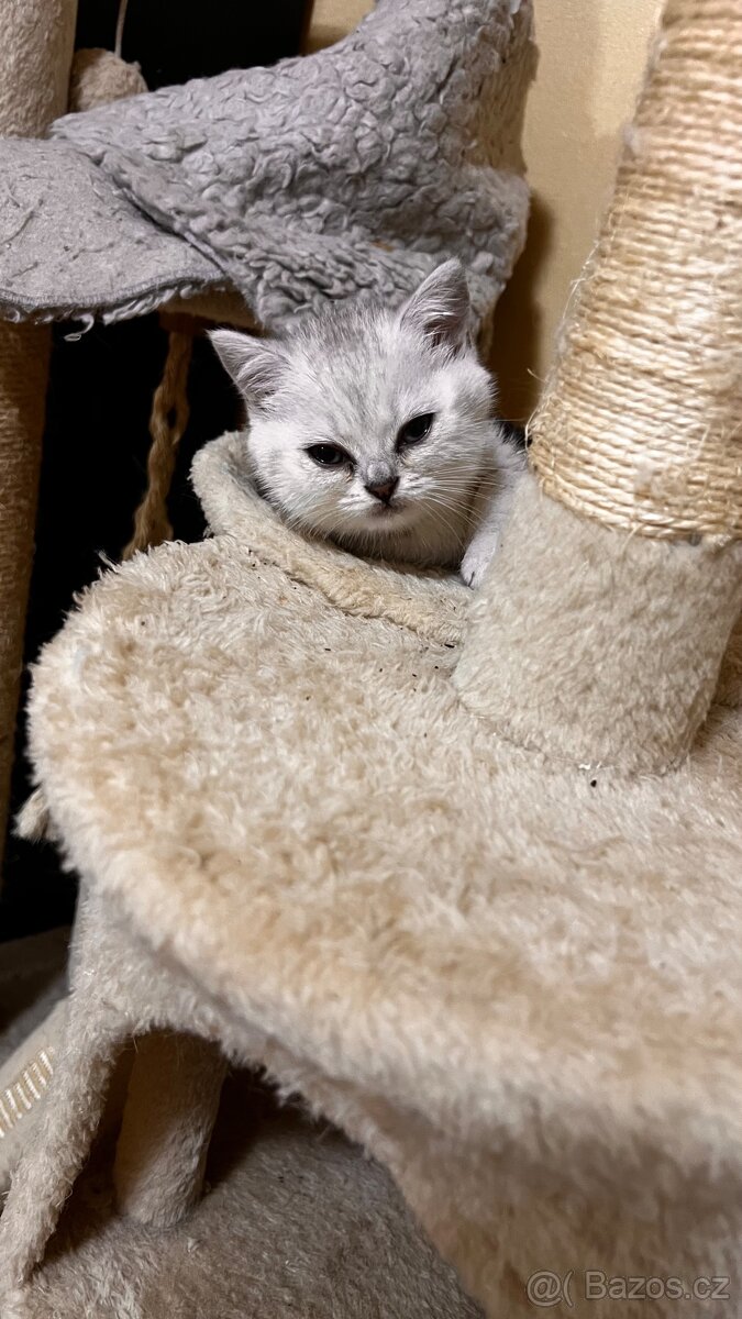 Skotská koťáta - 3