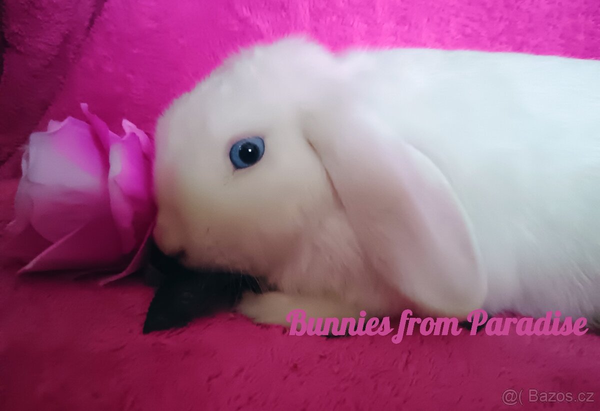 MODROOKÝ SNĚHOVĚ BÍLÝ SATÉNOVÝ KLUČÍK ❤️❤️❤️ - 3