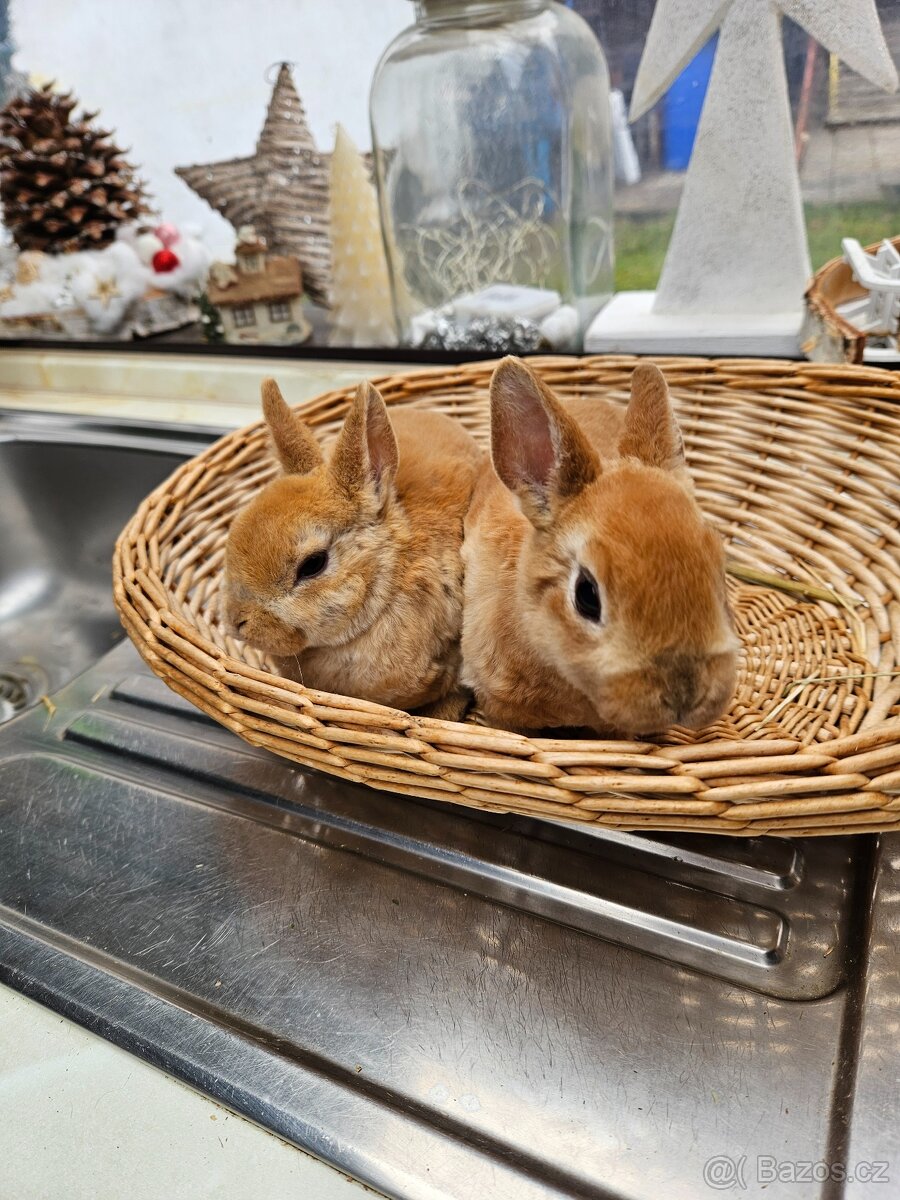 Zakrslý králík - 3