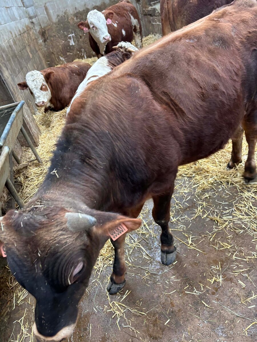 Prodej býka jersey - 3