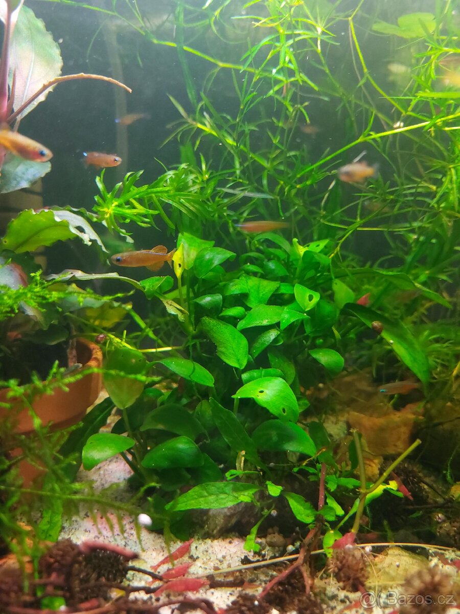 Duhounek Luminatus - 3