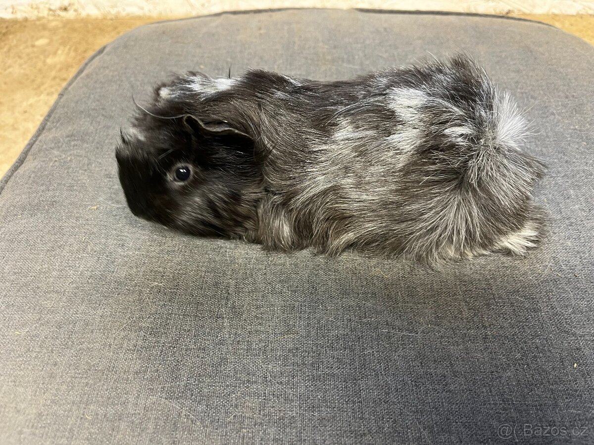 morče, morčata - peruánec prodej - 3