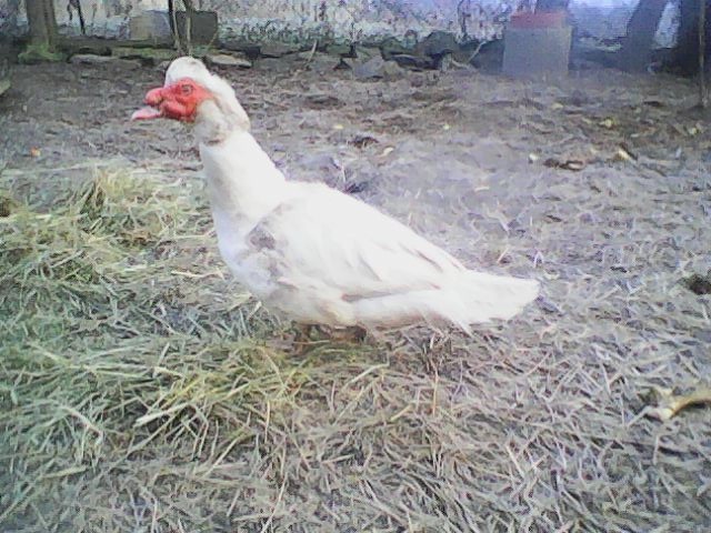 kačer pižmovka - 3