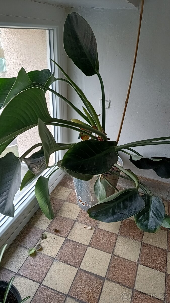 Philodendron princess green - 3