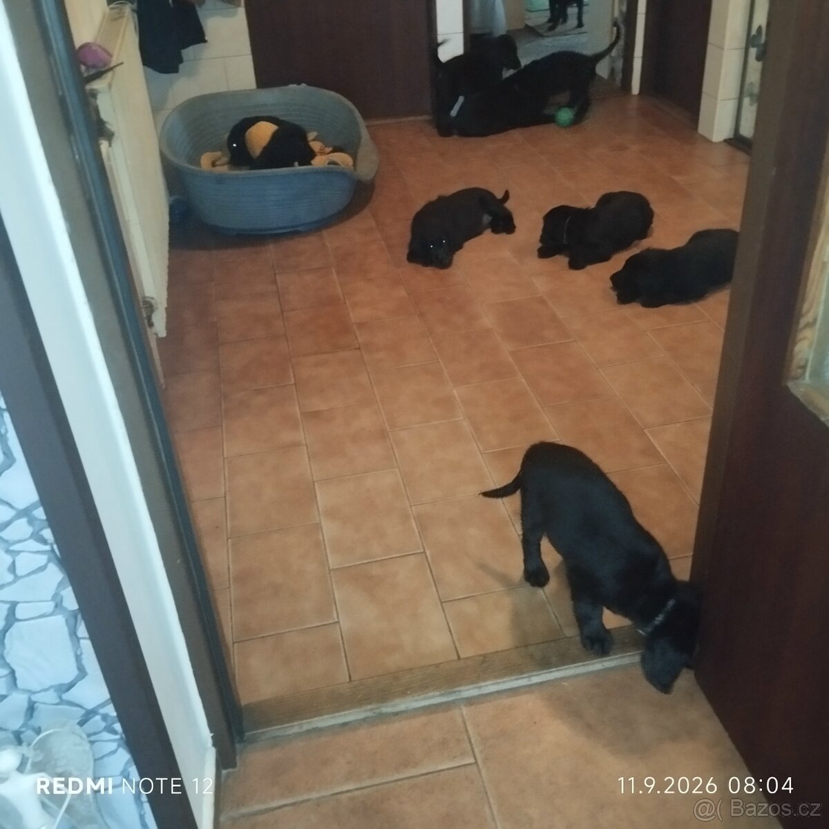 Flat coated retriever - s PP - 3