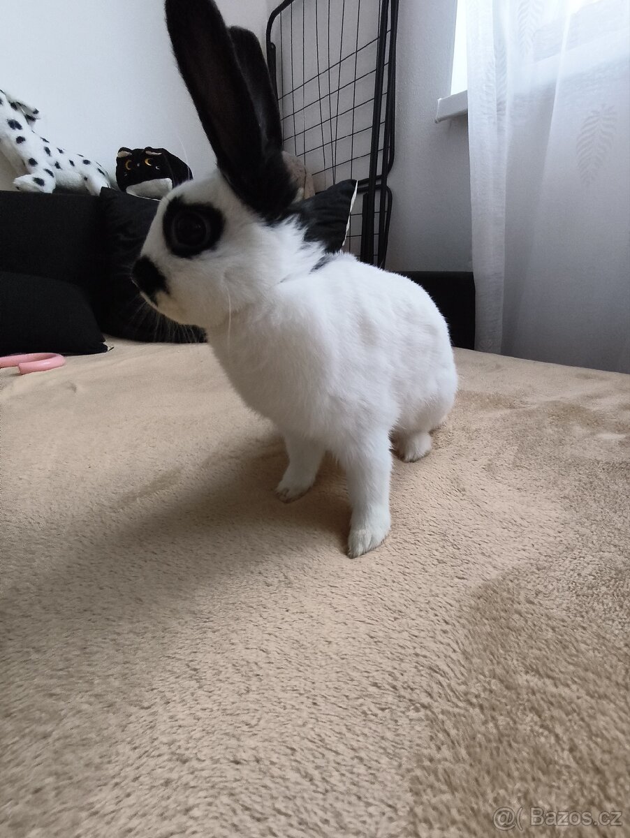 Králík+klec - 3