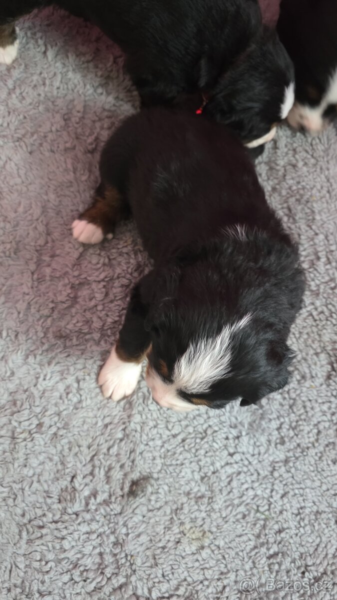 Bernský salašnický pes s PP - 3