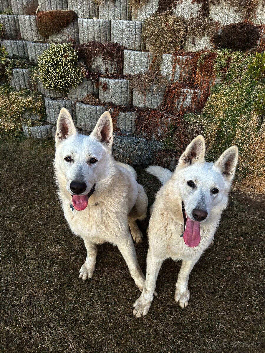 Švýcarský bílý ovčák - 3