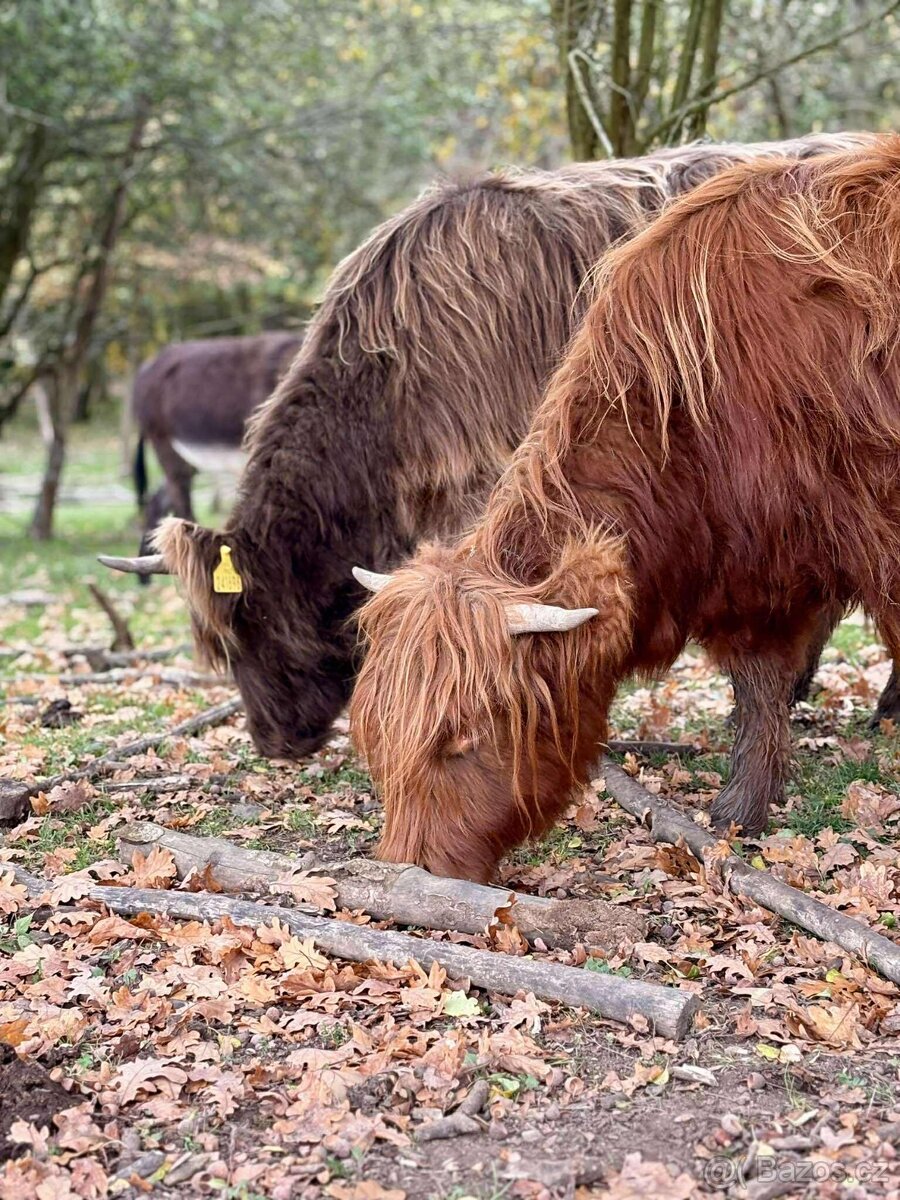 Skotský náhorní skot - 3