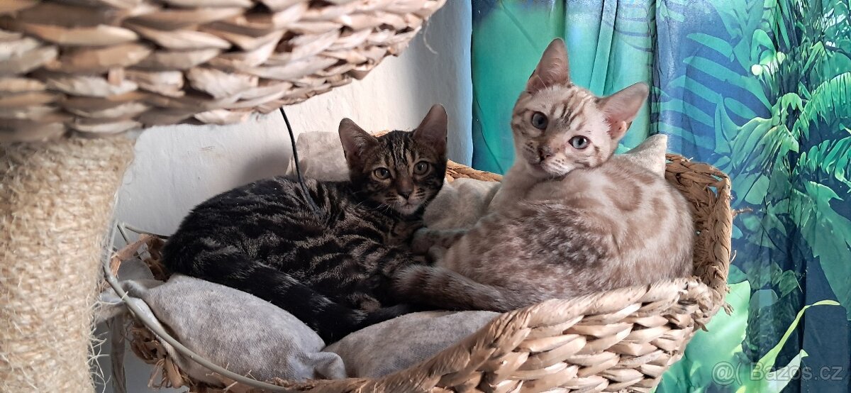 Bengálská kočka - kotě s PP - 3